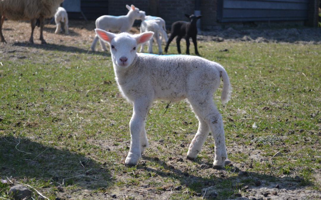 Lammetjes en een veulen