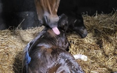 Nog een prachtig nieuw veulen: Serena Felicitie