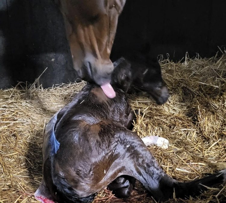 Nog een prachtig nieuw veulen: Serena Felicitie