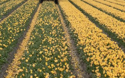 De maand april op LandGoed Schagerwaard